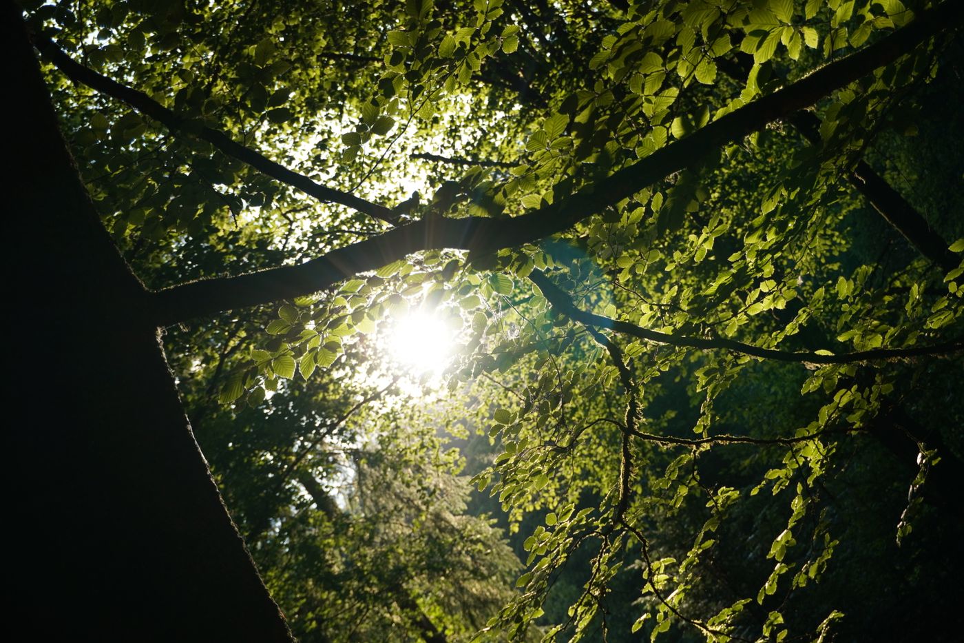 Looking up through green canopy into sunlight