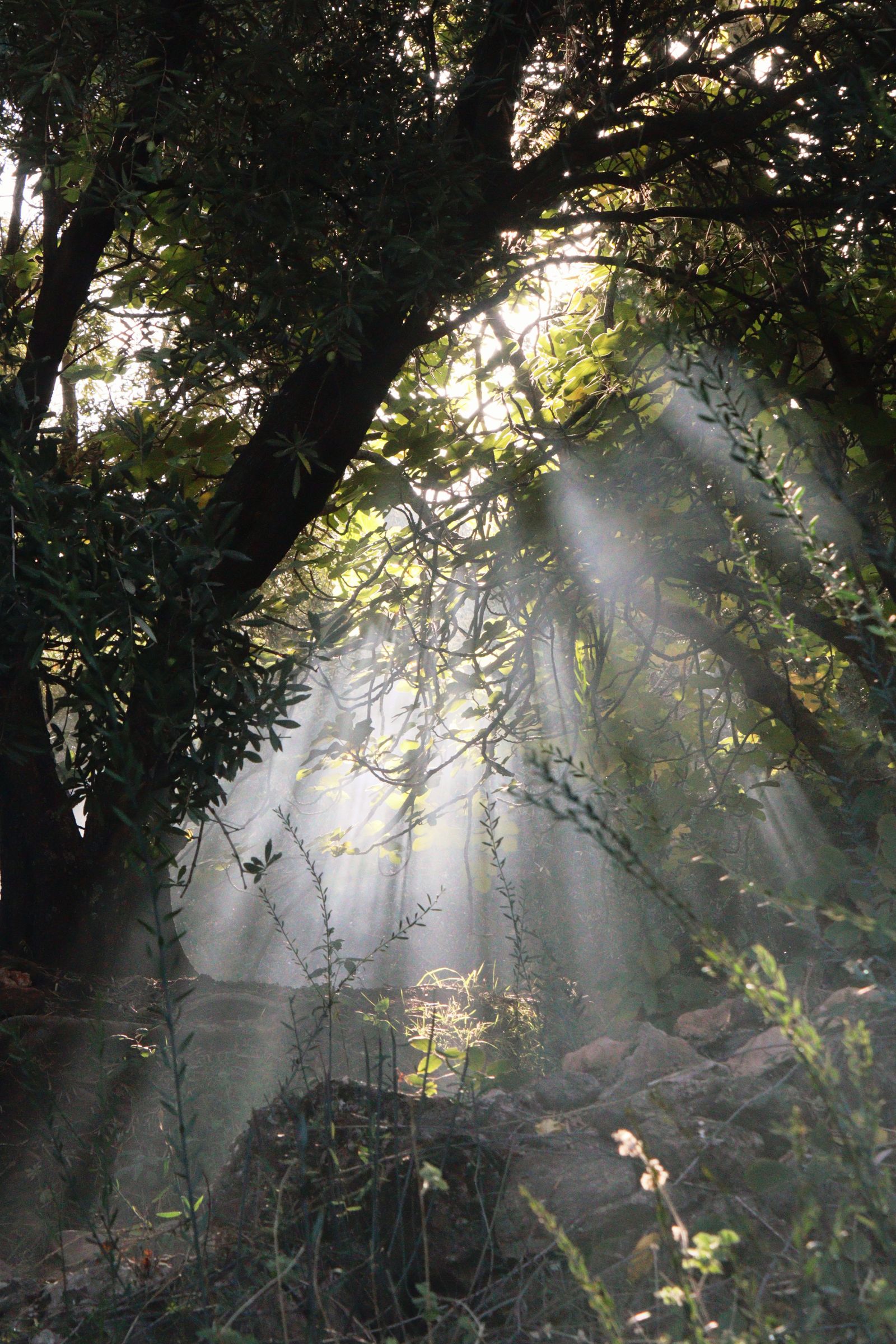 Sunbeams filtering through a living forest canopy